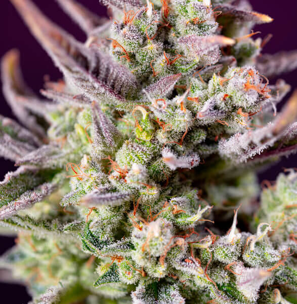 Sweet Zenzation XL Auto