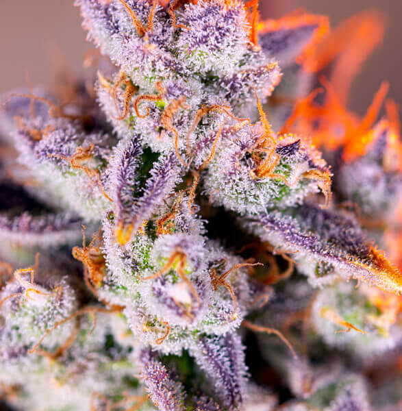 Tropicanna Poison XL Auto