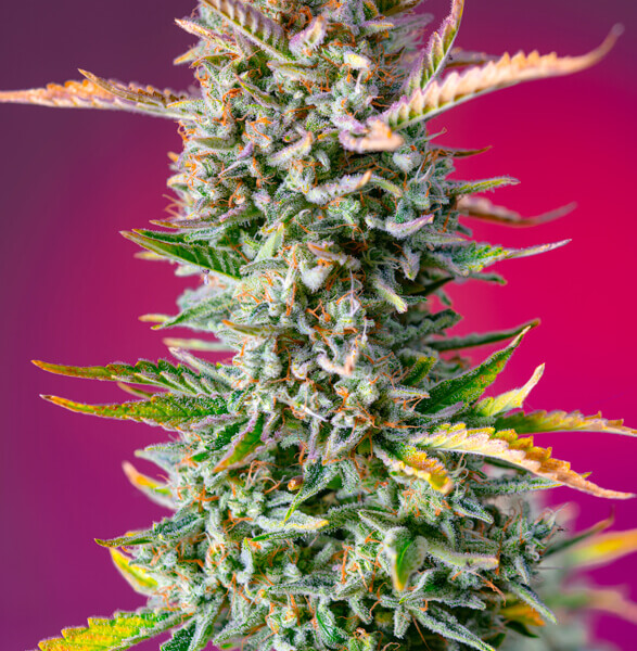 Gorilla Sherbet F1 Fast Version