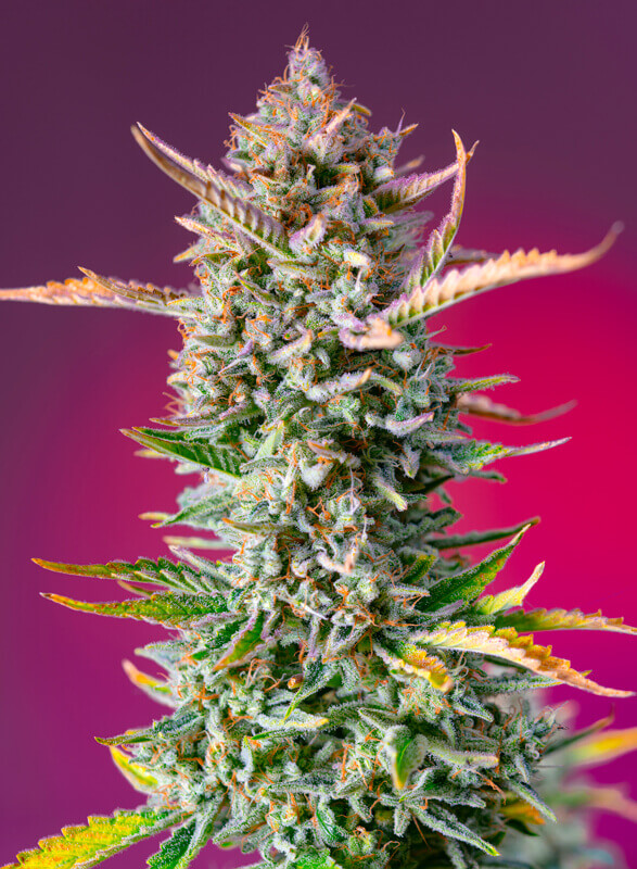 Gorilla Sherbet