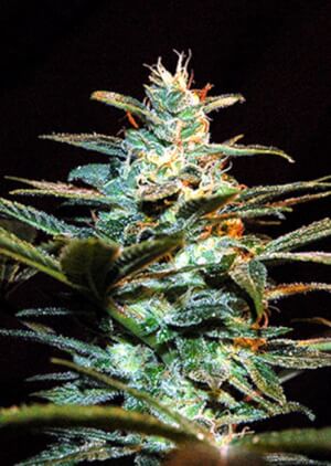 NYC Diesel aka Ice Cool