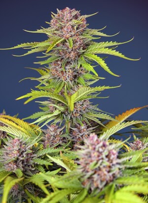 Mimosa Bruce Banner XL Auto