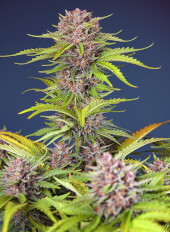 Mimosa Bruce Banner XL Auto