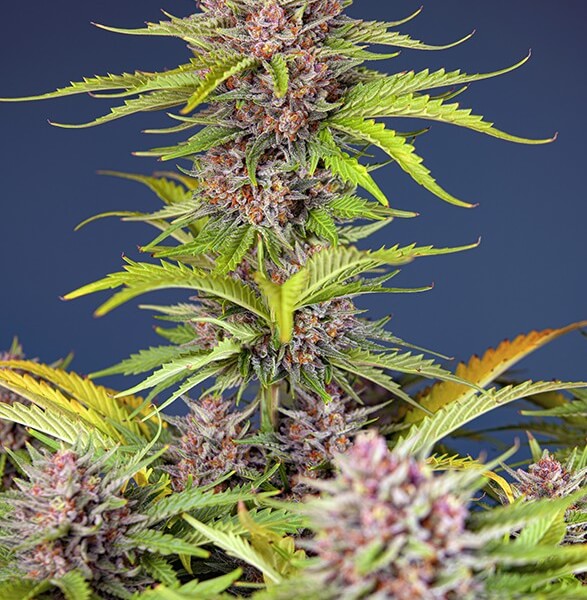 Mimosa Bruce Banner XL Auto