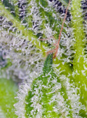 Sweet Mandarine Zkittlez XL Auto