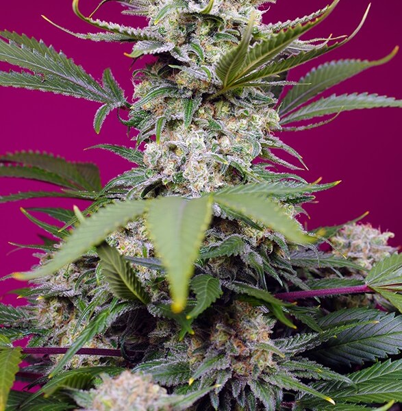 Sweet Mandarine Zkittlez XL Auto