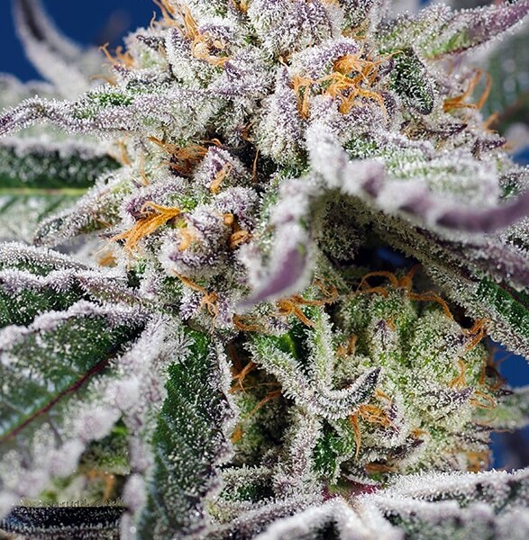 Orange Apricot Glue XL Auto