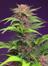 Red Mimosa XL Auto