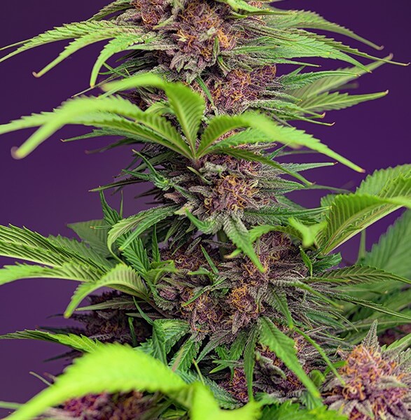 Red Mimosa XL Auto