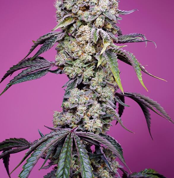 Sweet Mandarine Zkittlez F1 Fast Version