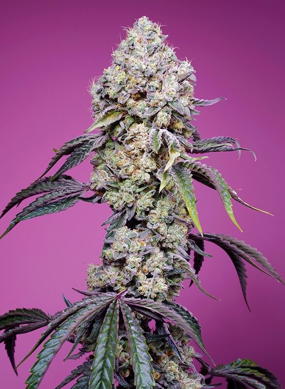 Sweet Mandarine Zkittlez