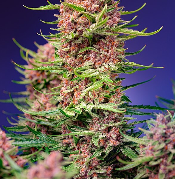 Strawberry Cola Sherbet F1 Fast Version