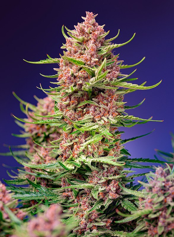 Strawberry Cola Sherbet F1