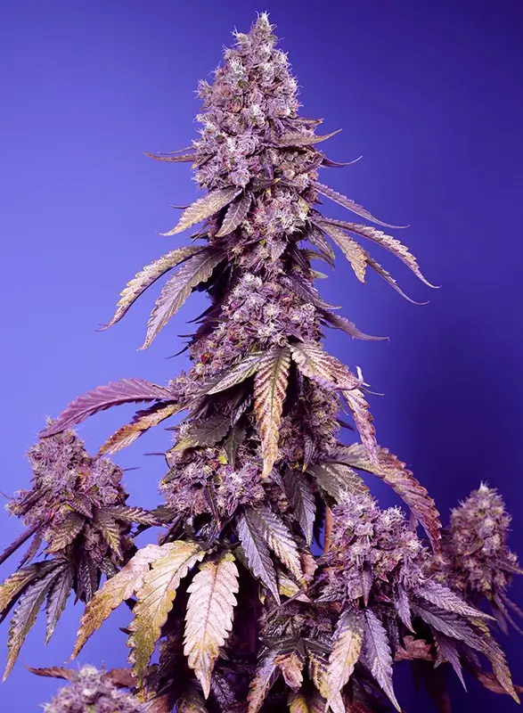 Black Muffin F1