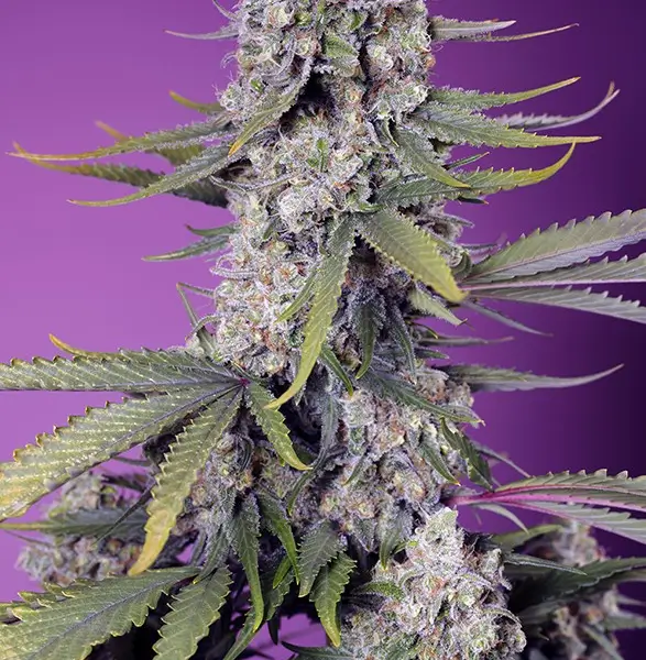 Papaya Zoap F1 Fast Version