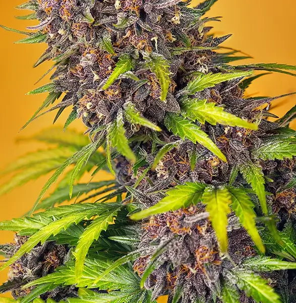 Diablo Rojo XL Auto