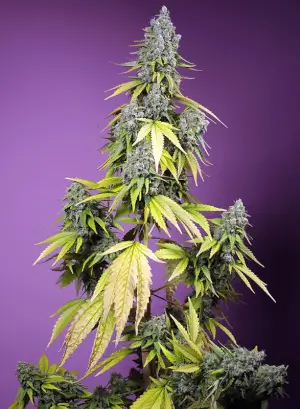 Jet Fuel Mandarine XL  Auto