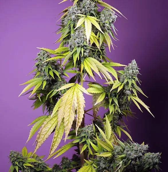 Jet Fuel Mandarine XL  Auto