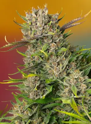 Papaya Zoap Auto