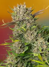 Papaya Zoap Auto