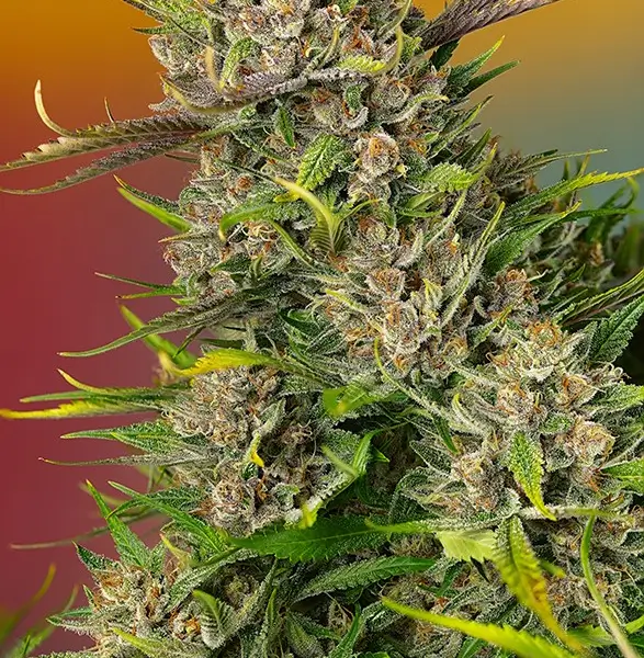 Papaya Zoap Auto