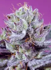 Diablo's Delight XL Auto