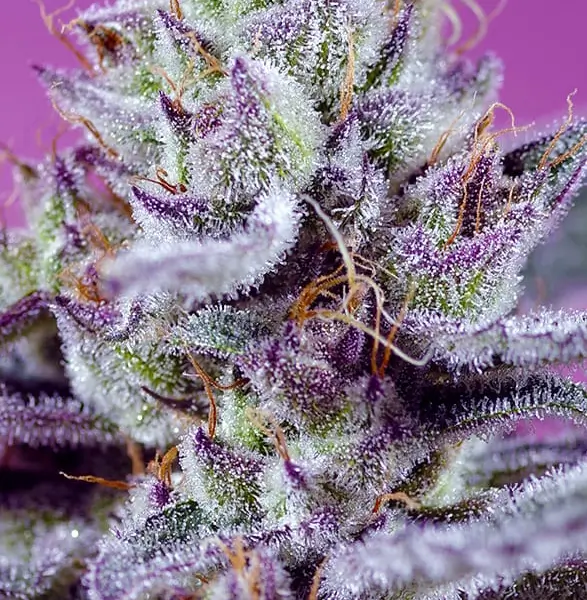 Diablo's Delight XL