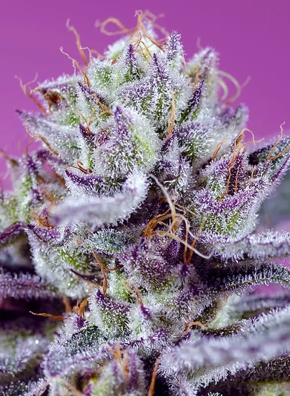 Diablo's Delight XL Auto