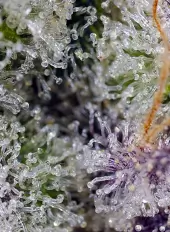 Pineapple Slush XL Auto