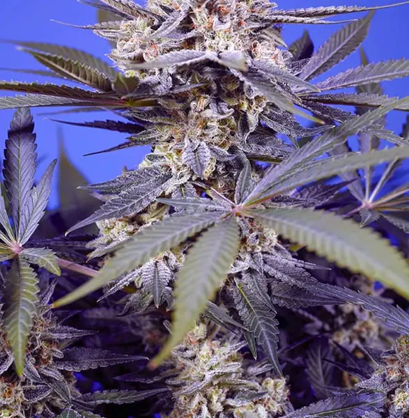Pineapple Slush XL Auto