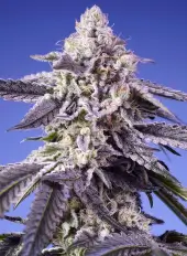 Tropical & Delicious Mix