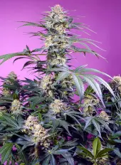 Sweet Monster Mix