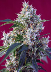 Indigo Berry Kush