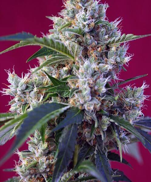 Indigo Berry Kush