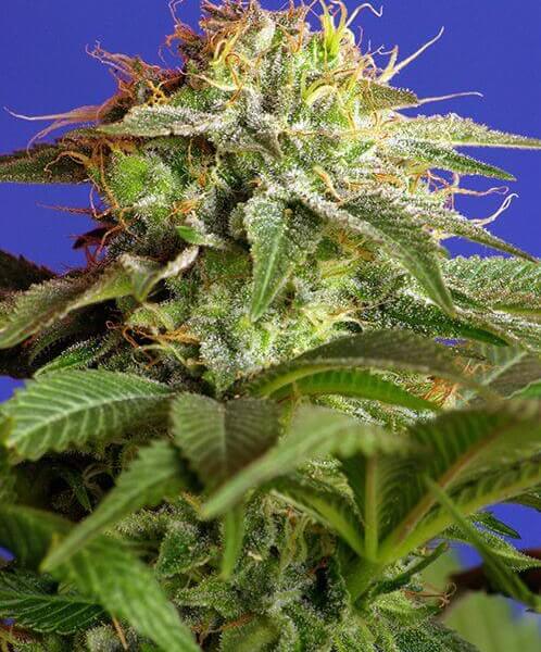Green Poison