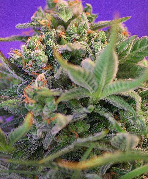 Sweet Cheese