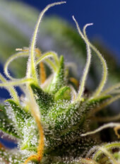NYC Diesel CBD ou Ice cool CBD