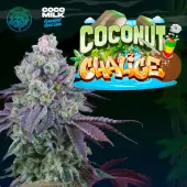 Coconut Chalice