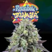 Rainbow Triangle