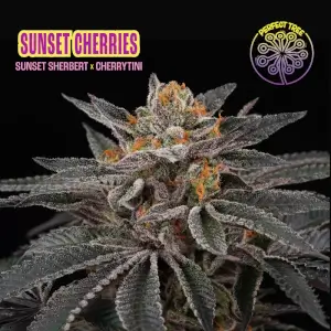 Sunset Cherries
