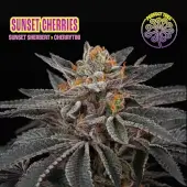 Sunset Cherries