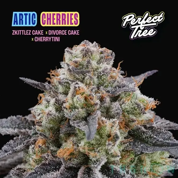 Arctic Cherries