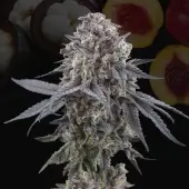 Mangozteen