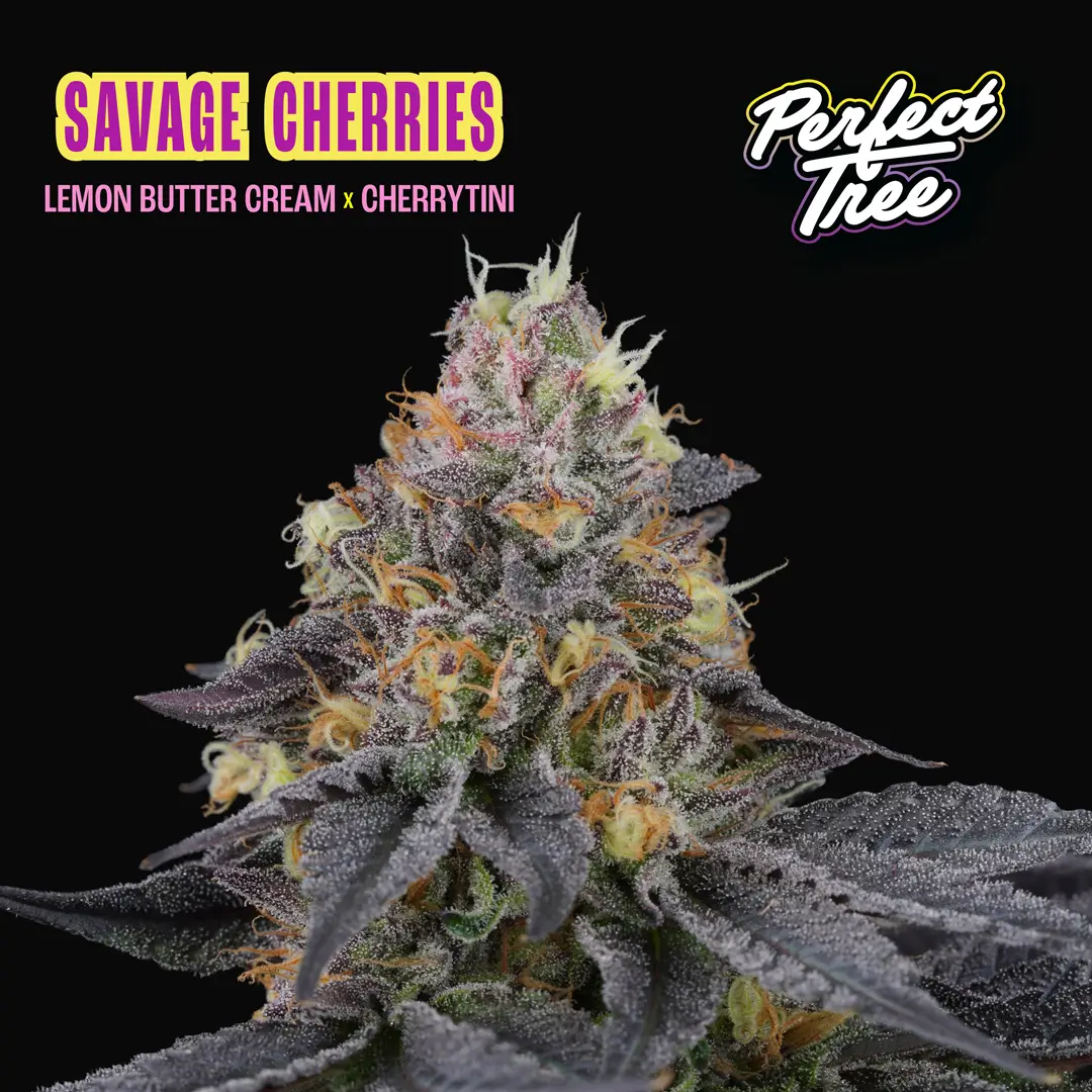 Savage Cherries