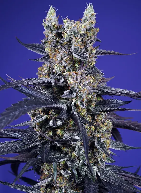 Super Boof XL Auto