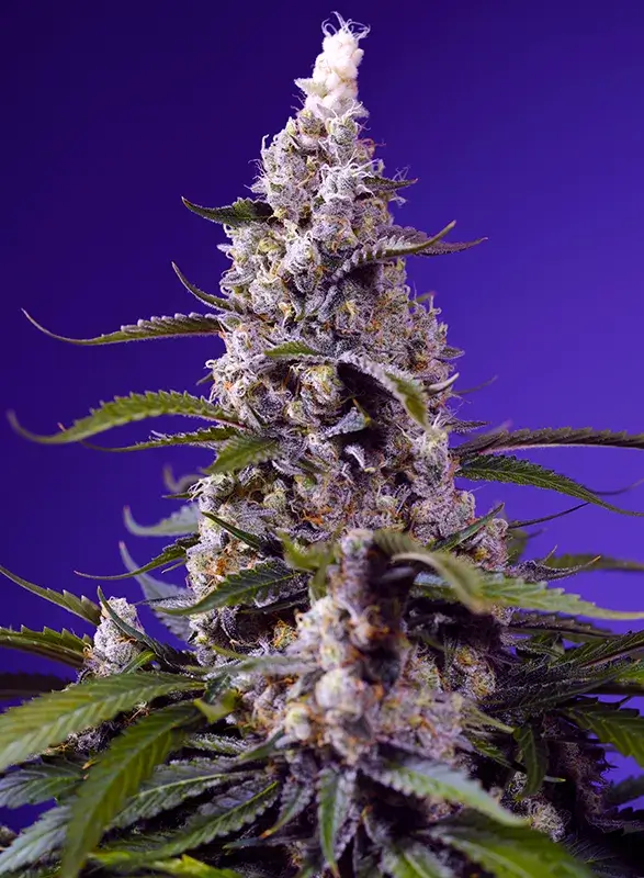 Banana Cream Cake XL Auto