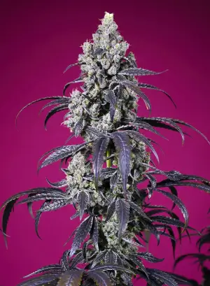 Tropicanna Cherry XL Auto