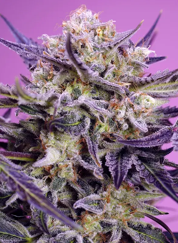 Pink Guava F1