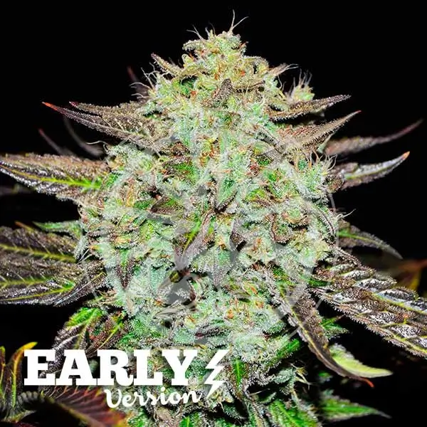 Purple Mango Kush
