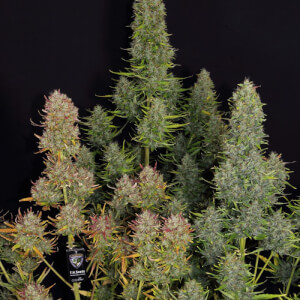 Auto MK-Ultra